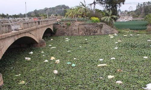 漂浮着数百头死猪现场图